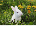 Rabbit Appreciation Group