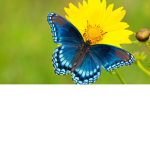 Beautiful Butterfly Army