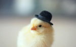 DA.chicken