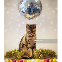 😺Club Kitten😺