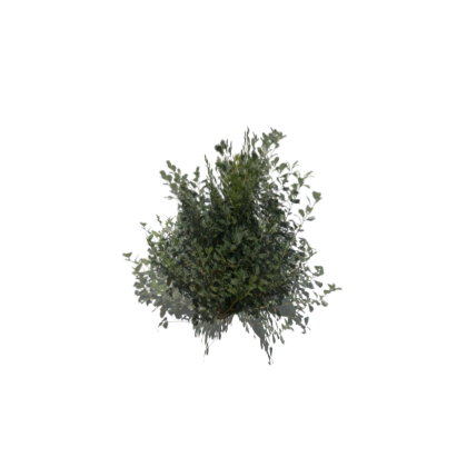 Realistic Bush 2