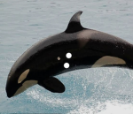 Black dolphins gymnastics