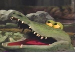 Demented Alligators