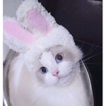 Ｂｕｎｎｉｅ_Ｇａｍｍｉｎｇ Ｈｏｍｅｓｔｏｒｅ