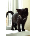 Teamcatttt