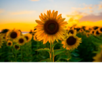 G's sunflowers