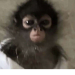 .monkeyxx
