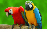 Parrot Appreciation Group!