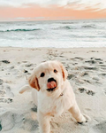 Puppies at the beach