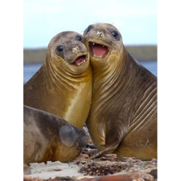 Walrus Cove.