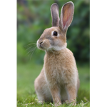 Rabbit Army