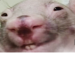 Moldy cheese rats