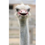 JUST FUN :D