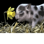 Cheatah pandas and pig forever