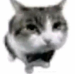 KittenTuberL 甘い