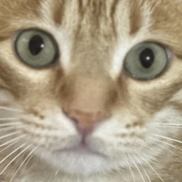 SK's Cat (test) icon