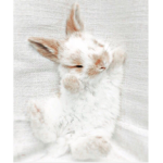 Bunny K-POP studios!!