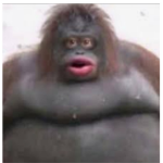 Monke is very cool