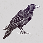 House Crow