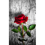 Mimi_theflower