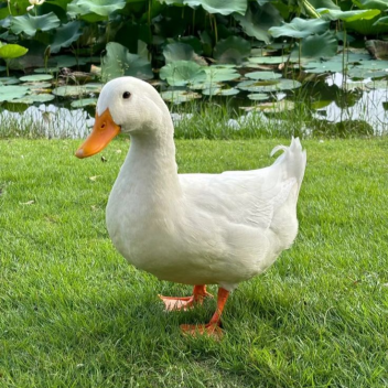 STEAL A DUCK