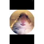 I’m a hamster yyy
