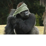 MONKE CLAN [MC]