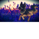 Wild Productions