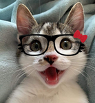 Jazora