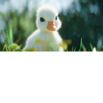 Duckey Momo's