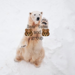 bear team and group