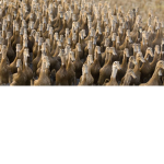 duck Army club