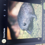 Void Pet Rock Group