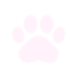 kittenpara
