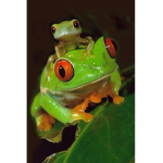 RED EYED TREE FROGS!!!!!!