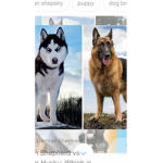 German Shepherd‘s are the best