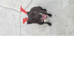 Puppies Dogs for life