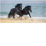 Wildlife horse stables
