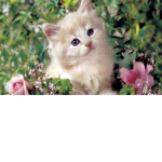 Ire’s cute cats