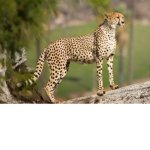 Cheetahs and Dragons