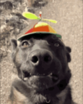 Funny Puppy :)