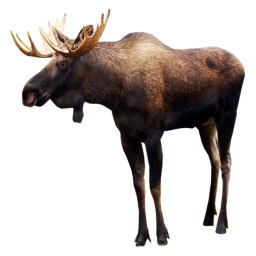 MOOSE RUN: GET MOOSE