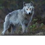 Mayas Wolf Den