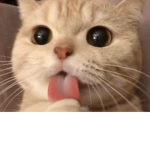 Brechó da Lulu