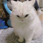 Kittycatscool