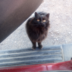 Cat_Loverssss