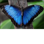 Butterfly's are magical