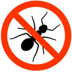 die ant