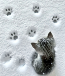 meowmeow.