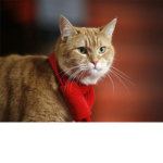 Bob the street cat fan club